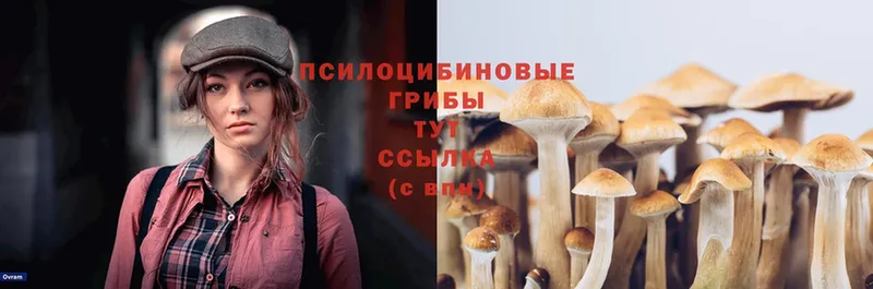 Псилоцибиновые грибы Psilocybe  Галич 